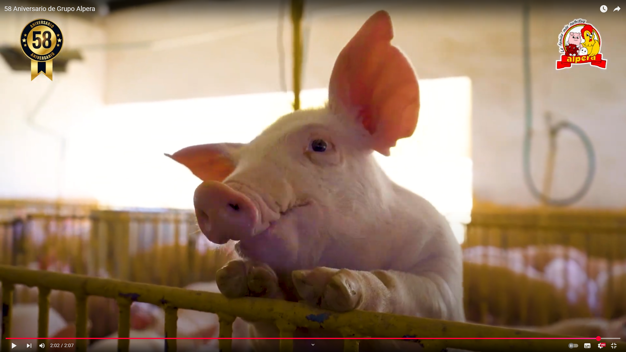 Video Cerdo Alpera